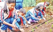 云浮市郁南县四一八小学开展以“南方地区冬小麦种植试验”为研究课题的主题实践活动